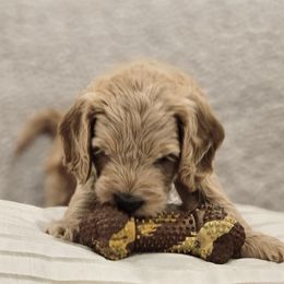 Goldendoodle Puppies from Pemberley Puppies