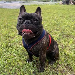 French Bulldogs and Great Danes from The Great French ( Great Danes + Frenchies )