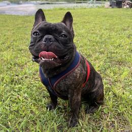 French Bulldogs and Great Danes from The Great French ( Great Danes + Frenchies )