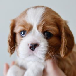 Cavalier King Charles Spaniels from Cadelia Cavalier King Charles Spaniels