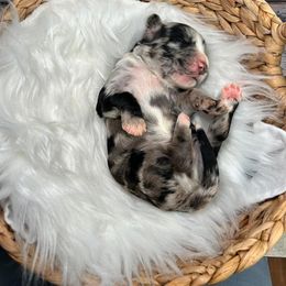Aussiedoodle Puppies from Royal Paw Aussiedoodles