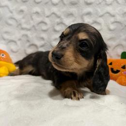 Marcel - Dapple male Dachshund puppy in Temple, Texas from Brit’s Doxie Crossing