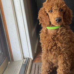 Poodle Puppies from Moyen Majestic Embrace