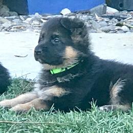 German Shepherd Puppies from Central Coast German Shepherds
