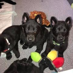 German Shepherd Puppies from Von Jarosz Haus