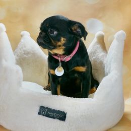 Raven - Brussels Griffon