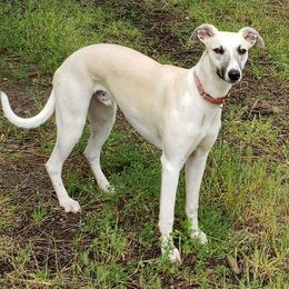 Nolan - Whippet