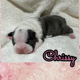 Chrissie - Blue female Boston Terrier puppy in Brazos Point, Texas from TX Southern Belle Boston Terriers