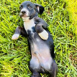 Ricky - Black and white male Cocker Spaniel puppy in Santa Ana, California from American Cocker Spaniel
