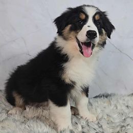 Cedar - Black tri-color male Australian Shepherd puppy in Waddell, Arizona from Whimsical Aussies