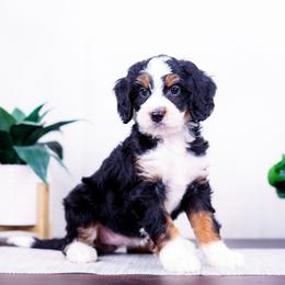 Freya - Tri-color female Bernedoodle puppy in Arthur, Illinois from Central Illinois Bernedoodles