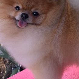 Pomeranians from Woodrose