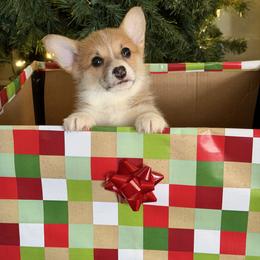 Kelli - Red female Pembroke Welsh Corgi puppy in Helmville, Montana from Calie’s Corgis
