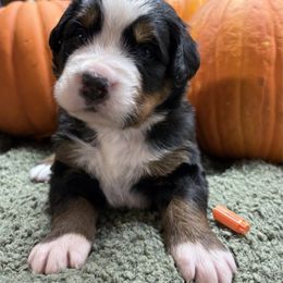 Girl 1 - Black rust and white female Bernese Mountain Dog puppy in Carlotta, California from Aunt-T’s Australian Shepherds