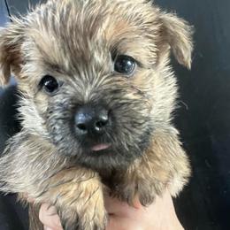 Weechee Boy 3 - Red male Cairn Terrier puppy in Bigfork, Minnesota from Dachshunds Up North