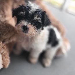 Morkie Puppies from Cristy's Morkies