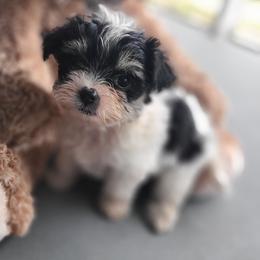 Morkie Puppies from Cristy's Morkies