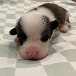 Cosmo (brindle) - Brindle and white male American Corgi puppy in Waco, Texas from The Comma Corgis