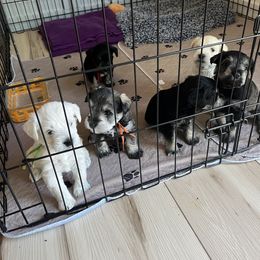 Miniature Schnauzer Puppies from Miles Family Schnauzers