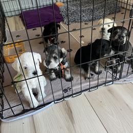 Miniature Schnauzer Puppies from Miles Family Schnauzers