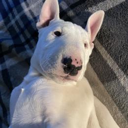 Bull Terrier Puppies from Lynn Hill Bull Terriers