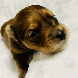 Yorkshire Terrier puppies from Royal Biewer and Royal Aussies