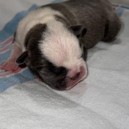 Boston Terrier Puppies from Toon’s Boston Terriers