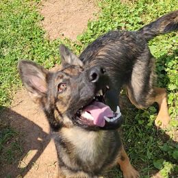 German Shepherd Puppies from Persevere Kennels
