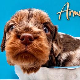 Armani - Merle male Cavapoo puppy in Cameron, South Carolina from Sassy Sailor & Company
