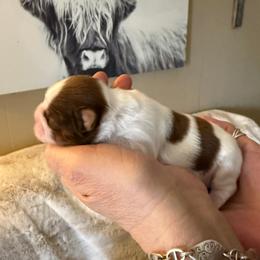 Daniel - Liver and white male Shih Tzu puppy in Glens Falls, New York from Shih Tzus N Giggles