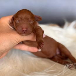 Curly - Red  male Goldendoodle puppy in Las Vegas, Nevada from Dose of Doodles