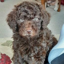 Poodles from White Park Poodles