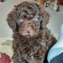 Poodles from White Park Poodles