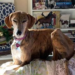 "Kel Simoon Ramisi" Azawakh Puppies from Kel Simoon Azawakh