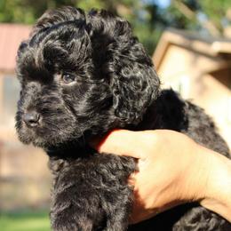 Bumble - Parti male Goldendoodle puppy in Grants Pass, Oregon from Oregon Valley Doodles
