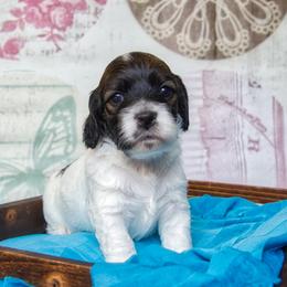 Cockapoo and Goldendoodle Puppies from Capital Doodles