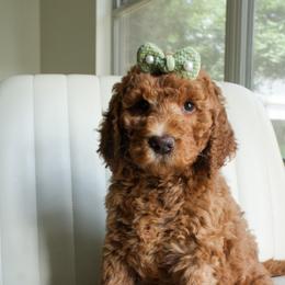 Emily - Red  female Goldendoodle puppy in San Antonio, Texas from Shelley Torres