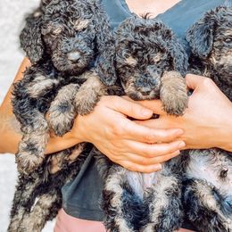 Goldendoodle Puppies from AZ Desert Doodles