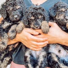 Goldendoodle Puppies from AZ Desert Doodles