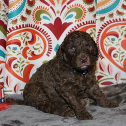 Poodle Puppies from RK'S Pets