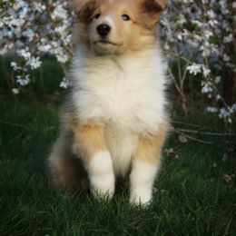 Collie Puppies from Circle H Farm