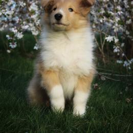 Collie Puppies from Circle H Farm