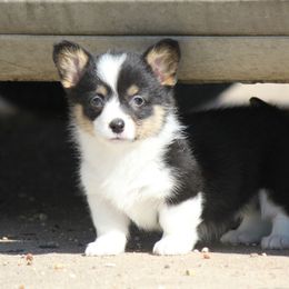 American Corgi, French Bulldog, and Pembroke Welsh Corgi Puppies from Moonstone Corgis & Frenchies