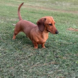 Tina - Dachshund