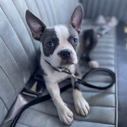 Holley - Boston Terrier