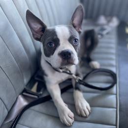 Holley - Boston Terrier
