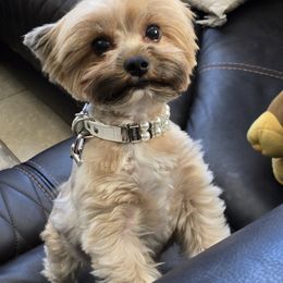 Yorkshire Terrier All Grown Up from Neptune Cove