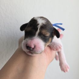 River - Phantom male Goldendoodle puppy in Leander, Texas from Doodle Doula