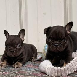 French Bulldog puppies from Busy Bee French Bulldogs