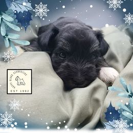 Olive AKC Imported Champion Lines - Black and silver female Miniature Schnauzer puppy in Saratoga Springs, Utah from Happy Beard Schnauzers